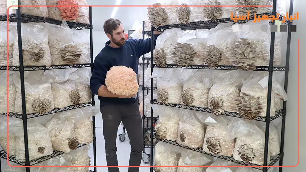 قفسه بندی سالن پرورش قارچ را چگونه انجام دهیم؟